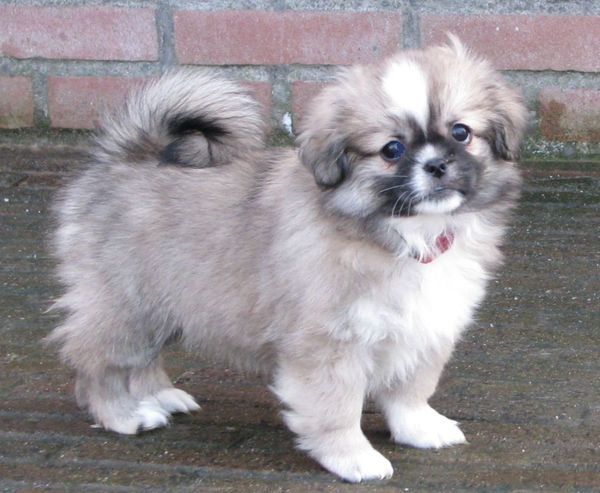 v. d. Oale Zandkoel'n