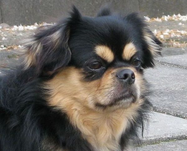 v. d. Oale Zandkoel'n