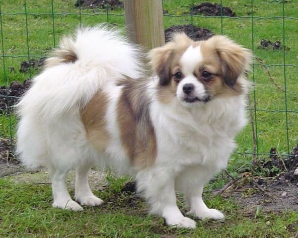 v. d. Oale Zandkoel'n