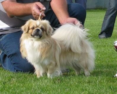 v. d. Oale Zandkoel'n