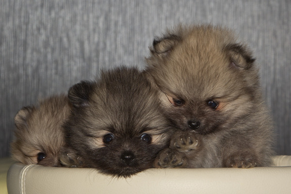 Poms Residence (i.o)