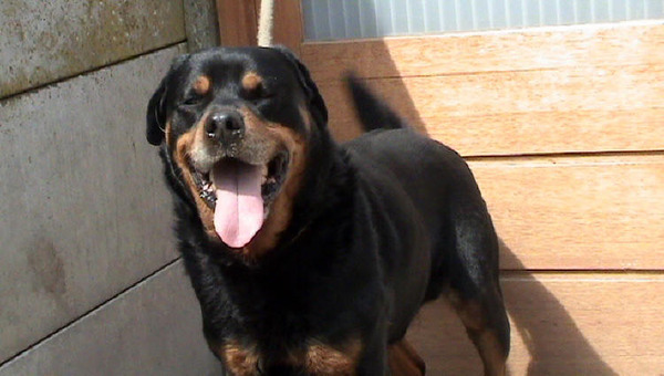 Rottweiler