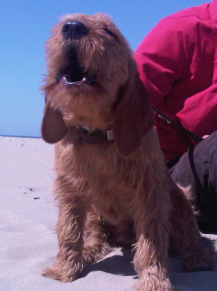 Basset Fauve de Bretagne