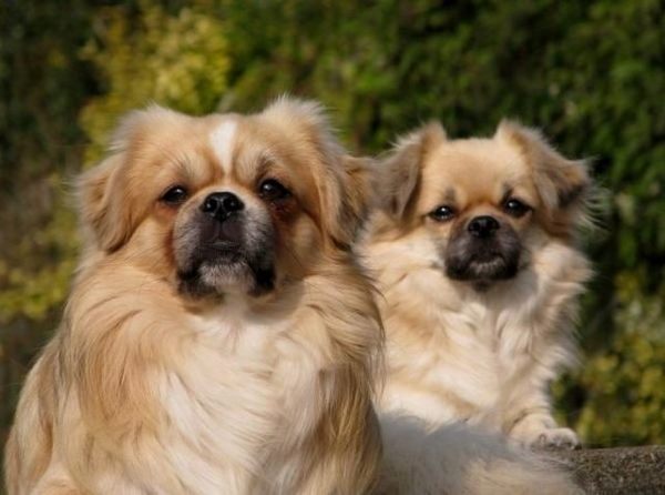 v. d. Oale Zandkoel'n