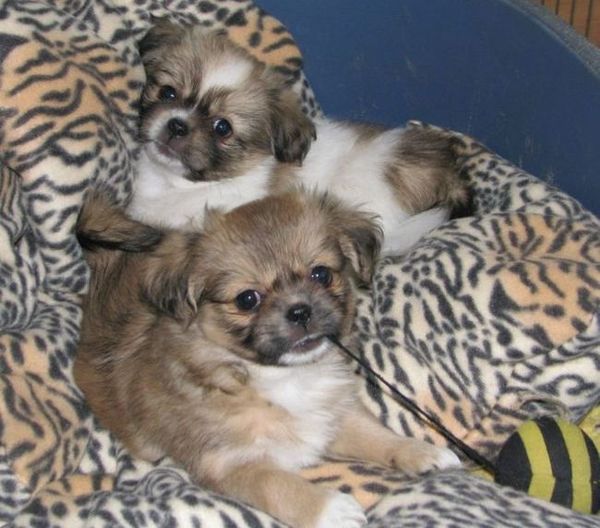 v. d. Oale Zandkoel'n