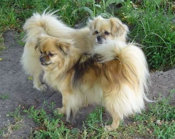 v. d. Oale Zandkoel'n