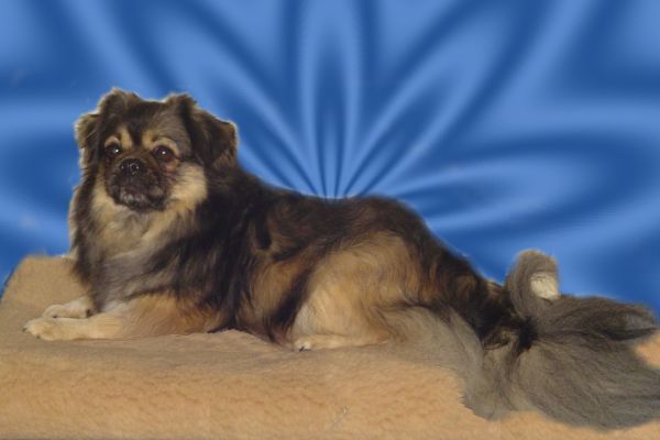 v. d. Oale Zandkoel'n