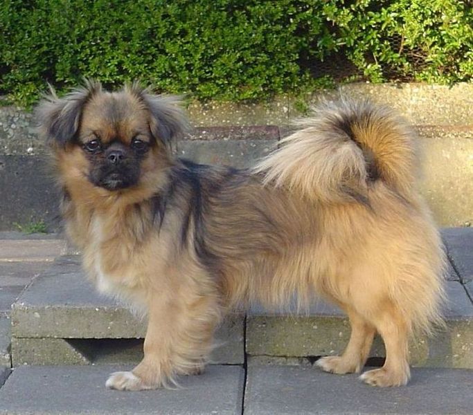 v. d. Oale Zandkoel'n