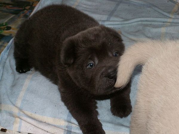 SharPei puppies  A FRIEND FOR LIFE
