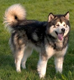 Alaskan Malamute