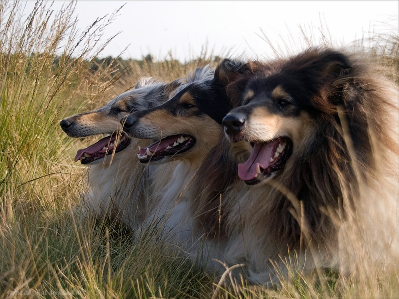 Schotse Herdershond, Langhaar
