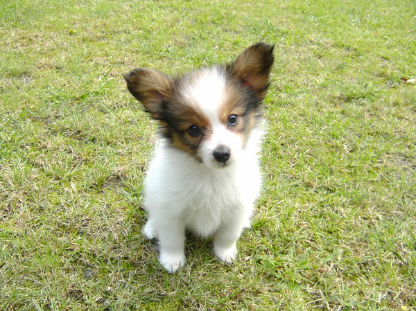 Epagneul Nain Continental