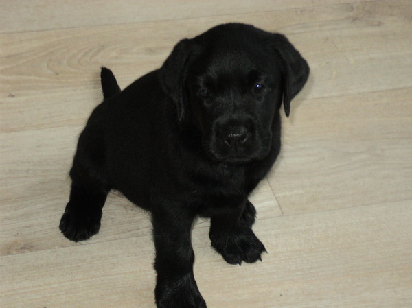 Moorings Hill Labradors