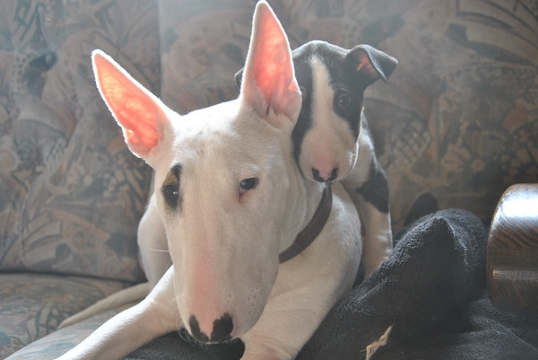 Bull Terrier