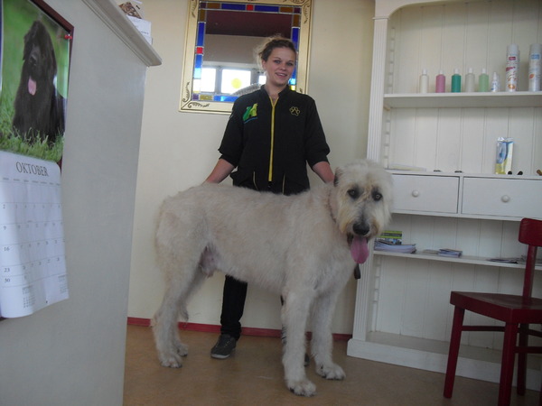 ierse wolfshond beertje