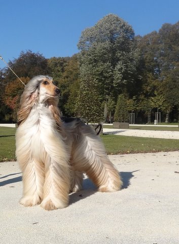 Afghaanse Windhond