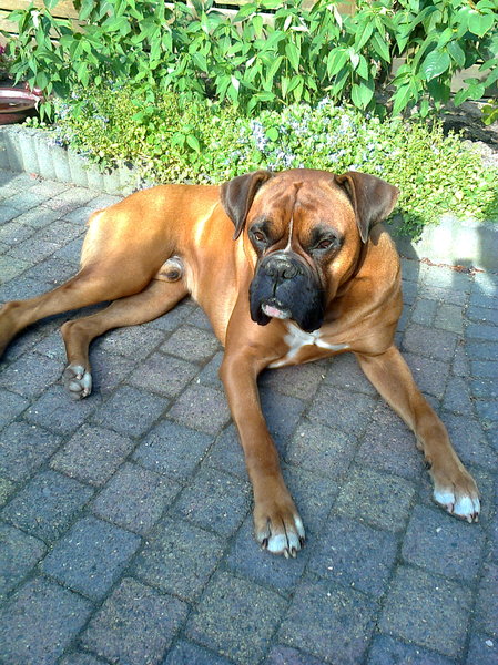 Boxer
