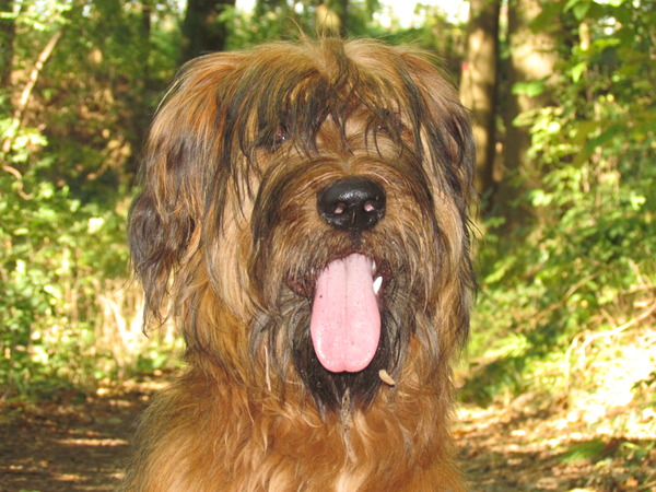 Briard