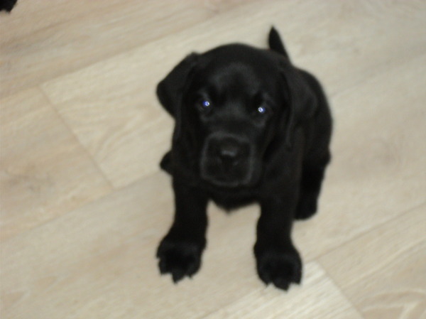 Moorings Hill Labradors