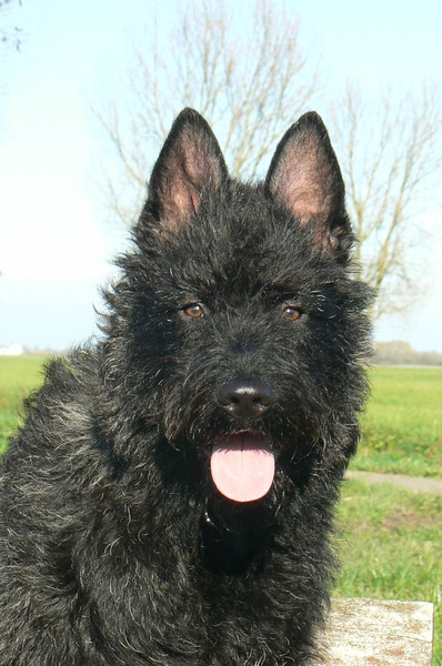 Hollandse Herdershond