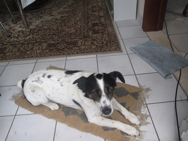 Foxterrier, gladhaar