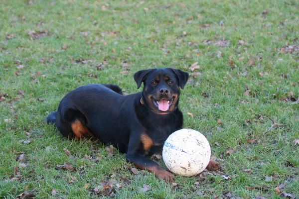 Rottweiler
