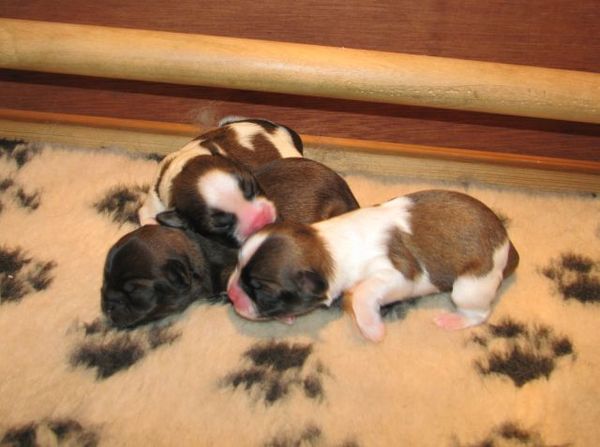 v. d. Oale Zandkoel'n