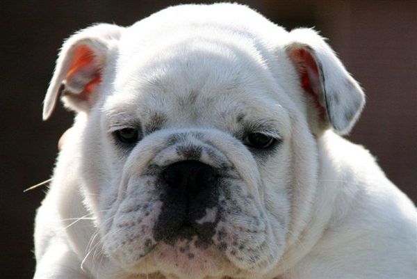 Engelse Bulldog