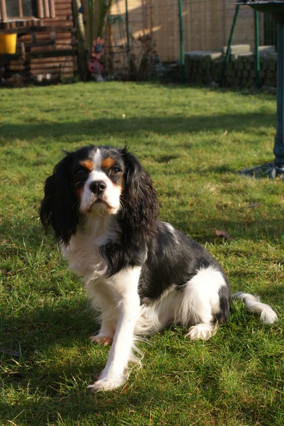 Cavalier King Charles Spaniel