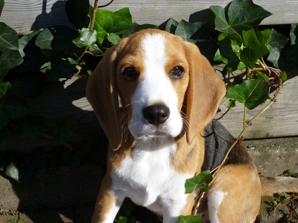 Beagle
