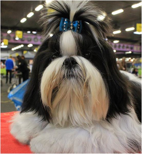 Shih Tzu