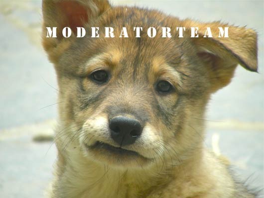 What's on a dogs mind?