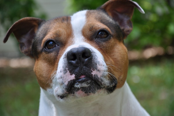 Staffordshire Bull Terrier