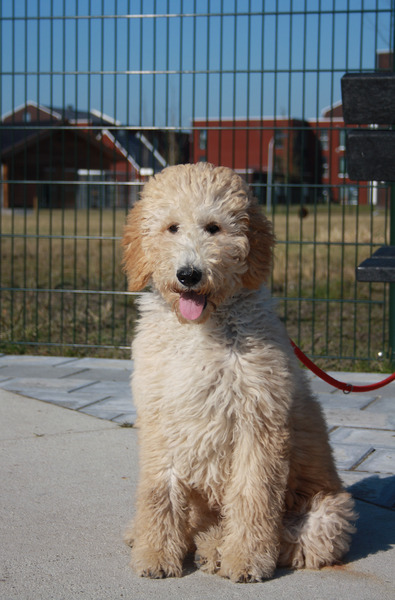 de doodle hoeve