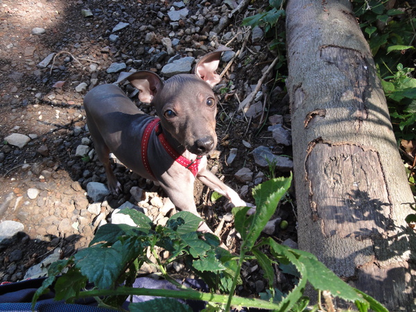 Amerikaanse Naakthond