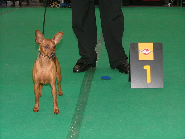 Dwergpinscher