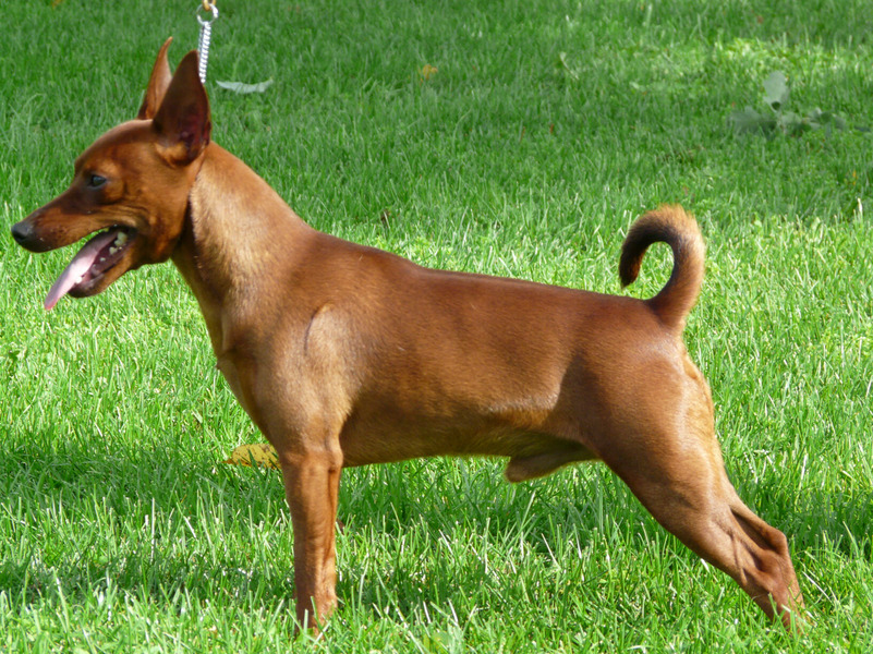 Dwergpinscher