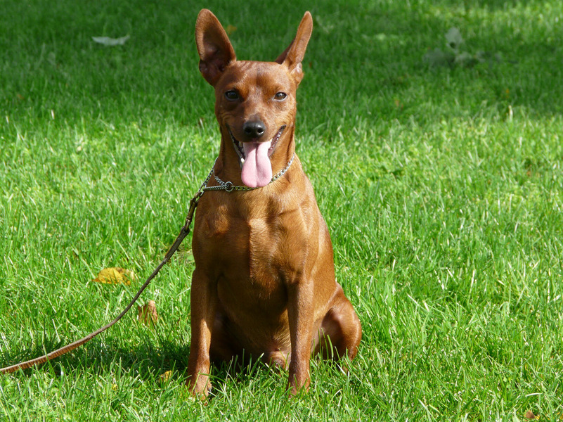 Dwergpinscher