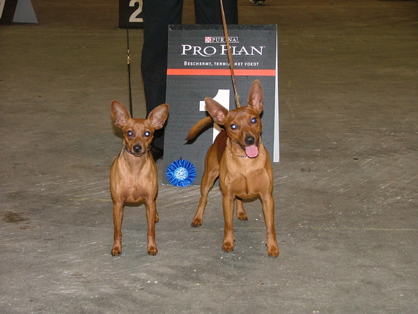 Dwergpinscher