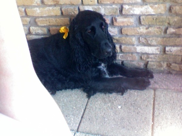 Engelse Cocker Spaniel