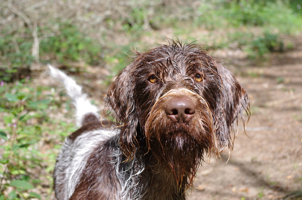 Duitse Staande Hond, Draadhaar