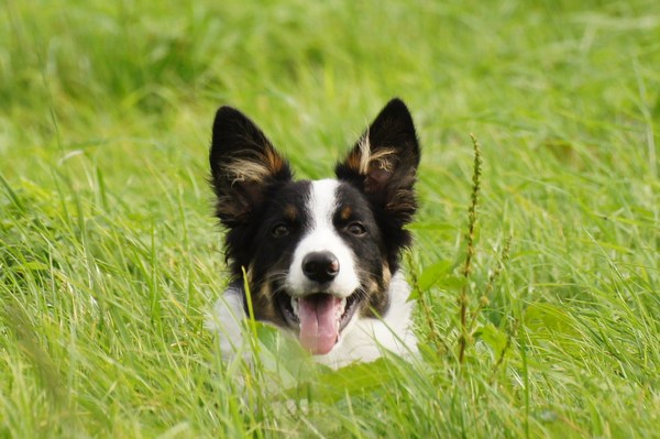 Border Collie
