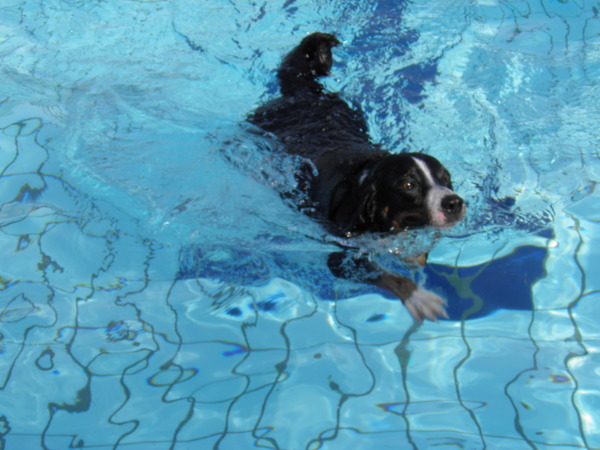 Appenzeller Sennenhond