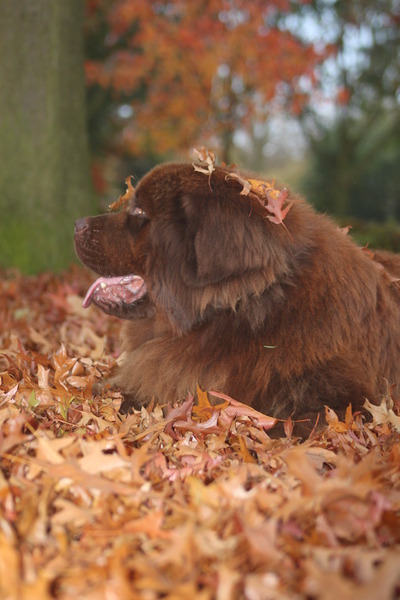 Fedor in hogere (herfst)sferen!