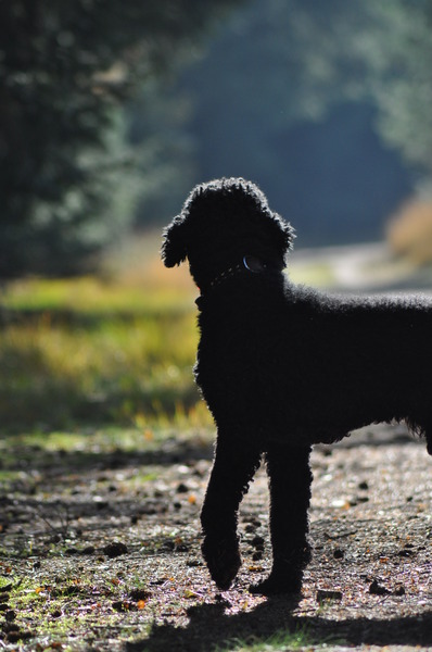heerlijke wandeling op een mooie herfstdag
