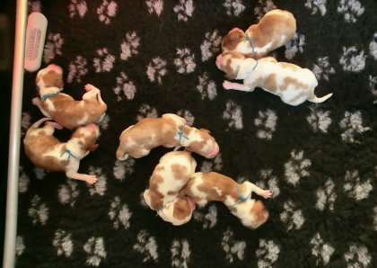 Of The New Born Beauty,s