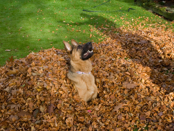 Indy speelt met schaduw