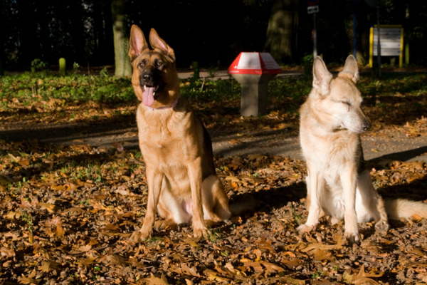 Saampjes genieten van de zon