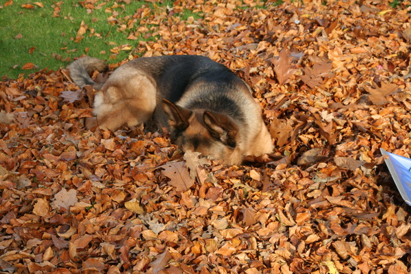 Ik ben gewoon verlegen