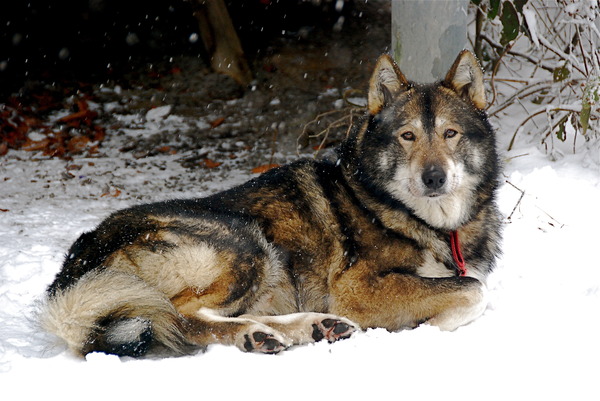 Laika, West Siberische
